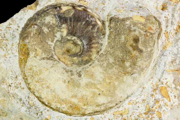 Ammonite Fossil - Boulemane, Morocco #122436